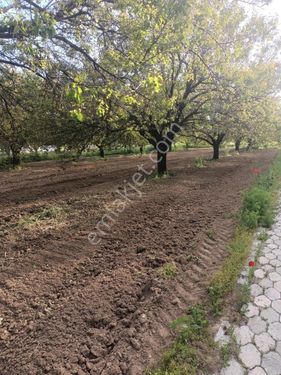 hasircilar mevki kayısı bahçesi ev etrafı çevrili bahce