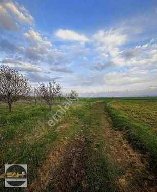 ŞAH EMLAKTAN'TAN ÇAYIRBAĞDA TARLA