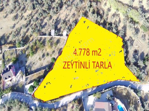 İzmir Kemalpaşa Yukarı Kızılca da Yola Cepheli Zeytinli Tarla