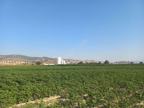  Okkalı Emlak tan Menemen Koyundere de Satılık Tarla