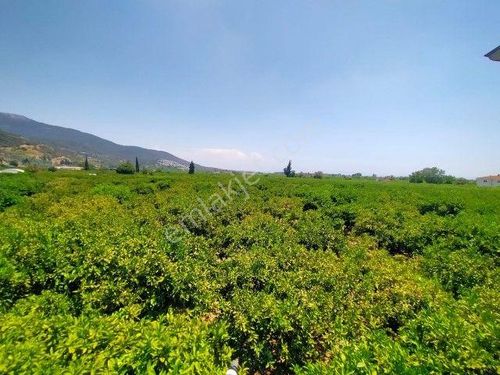  5885 m2 Mandalina Bahçesi İçinde 4+2 Satılık Müstakil Ev