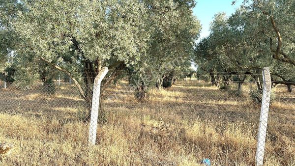  Torbalı Eğerci de Tek Tapu Yatırım Değeri Yüksek 500 M2 Bağ