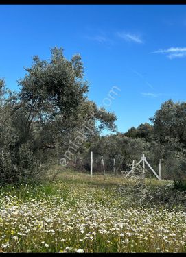 İzmir Torbalı Yazıbaşı da satılık zeytinlik 