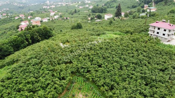 Trabzon Tosköyde Satılık 2648 M2 Arazi