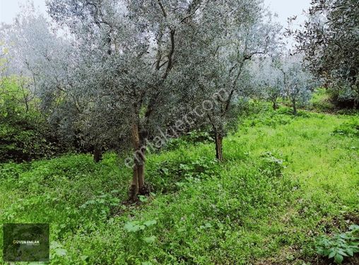 İznik Güven Emlaktan Satılık Bakımlı Zeytin Bahçesi.