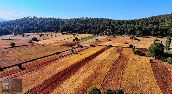 BODRUM MAZI'DA KADASTRAL YOLA CEPHELİ 2.579 M2 SATILIK TARLA