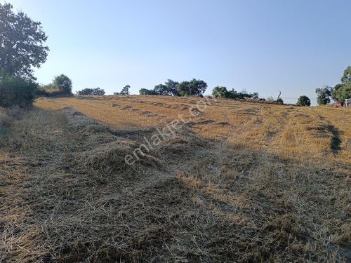  Sahibinden, Balıkesir-Gönen (Turplu Köyü) Satılık TARLA