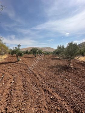 UĞURTEPE MAHALLESİNDE YOL ÜSTÜNDE SATILIK FISTIKLIK VE ZEYTİNLİK