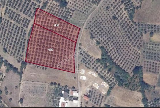  BALIKESİR GÖNEN HAVUTÇA 10.800 M2 220 ADET ZEYTİN AĞACIYLA DOLU VERİMLİ TARLA