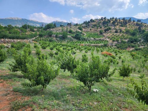 MERSİN TOROSLAR KAVAKLIPINAR MAH.'DE SATILIK ŞEFTALİ BAHÇESİ 