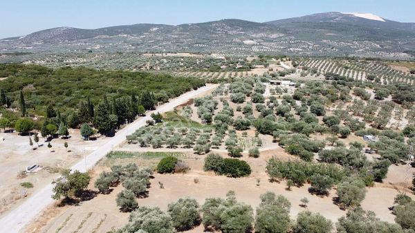  Manisa Saruhanlı Gözlet Köyünde Satılık Zeytinli Tarla