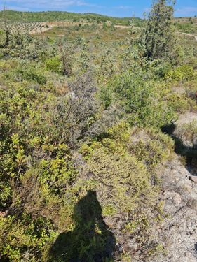 Alaçatı Deliklikoy yakını satılık arsa