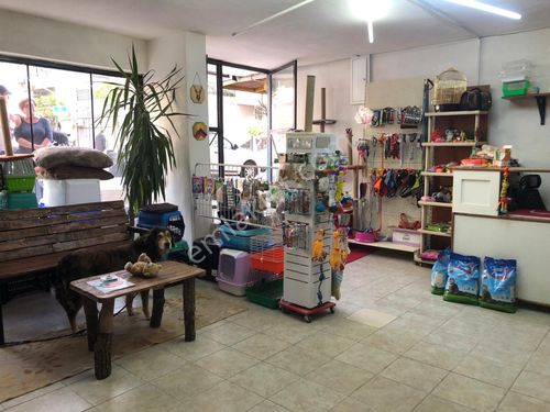 30 yıllık yeni dekore edilmiş Pet shop & Pet Kuaför