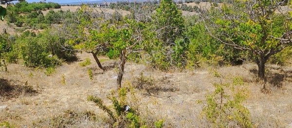 KONYA BEYŞEHİR ÜZÜMLÜ DE SANAYİ BÖLGESİ 10463 M OLUP ÜÇ TAPU