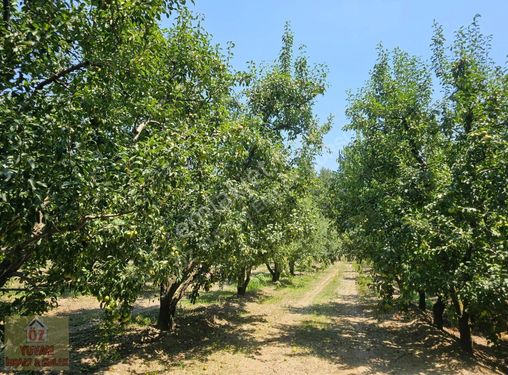 GÜRSU CANBAZLAR'DA SATILIK DEVECİ ARMUT BAHÇESİ...