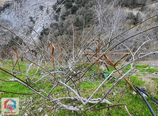 BOLKAR'DAN ÇAĞLARCA'DA SATILIK KİVİ BAHÇESİ