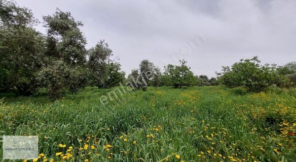 tire toki arası muhteşem bahce