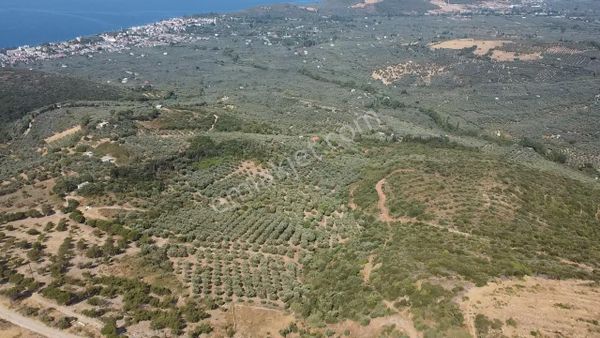 MAYADAN GAYRIMENKUL DEN ERDEK ATATÜRK MH YATIRIMLIK TARLA