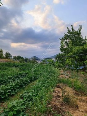 5253m² Hazır 65+ tane ceviz, su kuyulu üzüm bağlı hazır bir çok fidan yaylalık