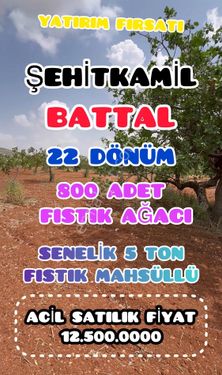 ✅GAZİANTEP ✅BATTAL ✅22 DÖNÜM ✅800 ADET FISTIK AĞACI ✅SENELİK 5 TON FISTIK MAHSÜLÜ ✅11.500.000