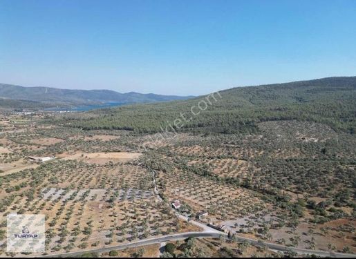 BODRUM'a Komşu Yatırım 8890 m2 ZEYTİNLİK