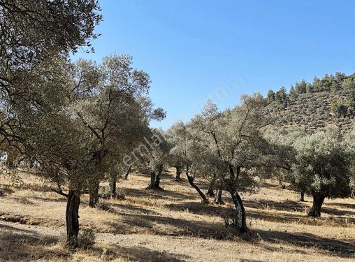 Milas Kafacada Yerleşime Yakın Düzalan Zeytinlik