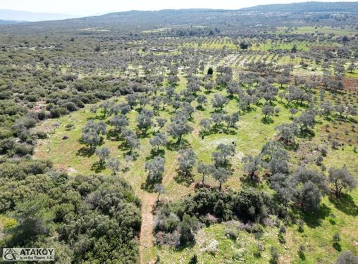 MENDERES GÖLOVADA DENİZE 7 KM MESAFEDE 4750 M2 TEK TAPU TARLA