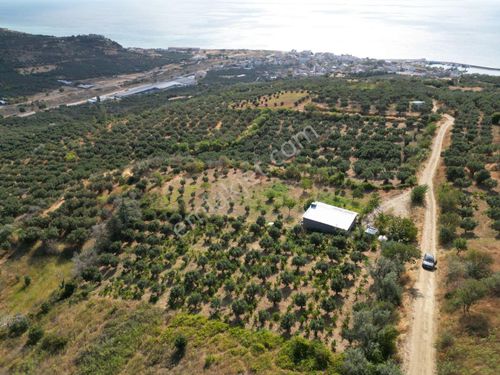 Deniz Manzaralı Zeytinlik, Yola Cephe, İmara Ve Merkeze Yakın, Ağaç Dolu