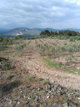 BALIKESİR HAVRAN KÖYLÜCE 9544MT2 SATILIK TARLA