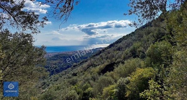 Altınoluk Satılık Zeytinlik / Deniz Manzaralı / Yol Cepheli