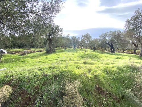  🌳🌳GÜLTAŞ EMLAKTAN BURHANİYEDE SATILIK 655M KÖŞE BAŞI ÇİFT CEPHELİ ZEYTİNLİK