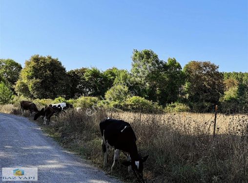 PENDİK KURNA KÖY SARI ALANDA SATILIK 160 m2 KELEPİR ARAZİ