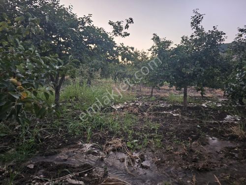  HAK EMLAK'TAN ADIYAMAN K.MARAŞ YOLUNA SIFIR HURMA BAHÇESİ