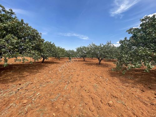 Ufkun'dan Oğuzeli Bulduk'ta Yatırımlık Hisse Fıstıklık Bağ Ve Zeytin Bahçesi