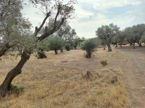  KEMALPAŞA SÜTÇÜLER MEVKİİNDE YERLEŞİM YERLERİNE ÇOK YAKIN SATILIK BAHÇE