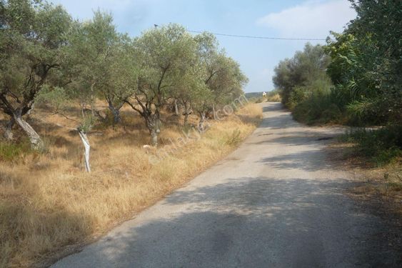 İzmir Torbalı Gold Emlaktan Satılık Zeytin Bahçesi