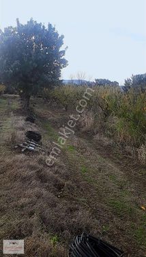 ÇANAKKALE UMURBEY BOĞAZ MANZARALI 18DÖNÜM TARLA