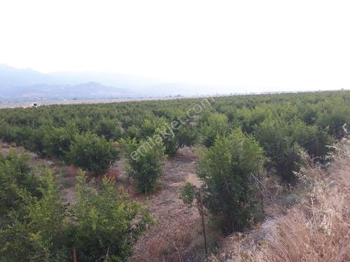 Salihli Torunlu mah. Saylık nar bahçesi 