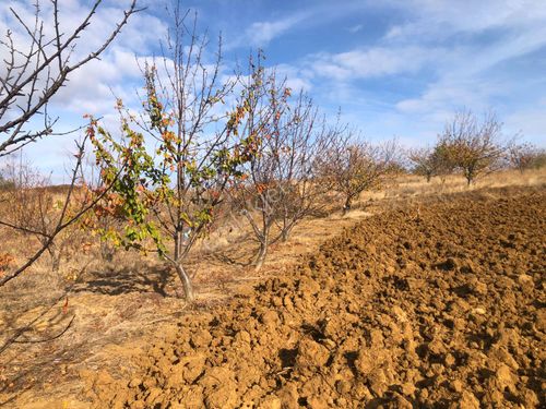  ŞARKÖY DE IŞIK EMLAKTAN ÇINARLI MAH DE 2750 M2 KİRAZLIK