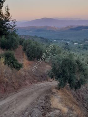 Satılık zeytin bahçesi 