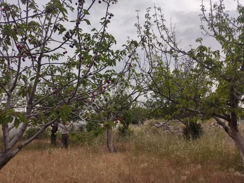  BORNOVA YAKAKÖY ÖZBEK'TE SATILIK BAHÇE