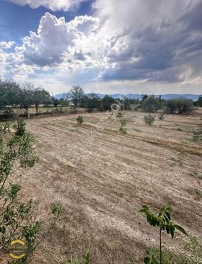 BURDUR MERKEZDE 1562 M2 TEK TAPU SATILIK TARLA