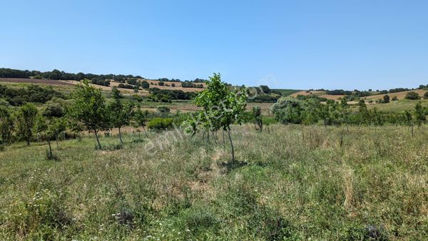  BİGA BAKACAK KÖYÜ SATILIK 17 DÖNÜM CEVİZ TARLASI