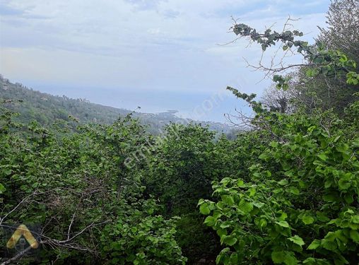 DİVAN GAYRİMENKUL PERŞEMBE ÇAYTEPE 2.909M2 SATILIK ARSA