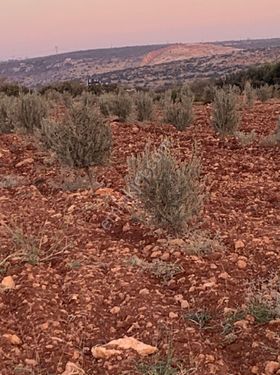 Lokasyon 777'den İncesuda Satılık Zeytin Bahçesi