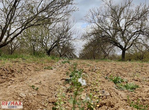 Battalgazi Kadıçayırı Mah 16000m2 Satılık Sulu Kayısı Bahçesi