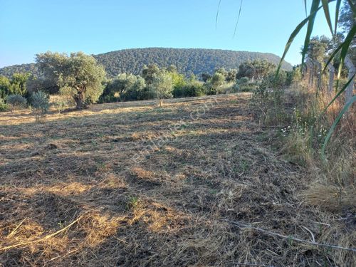 TORBALI DAĞKIZILCA KÖYÜ SATILIK TEK TAPU TARLA 1187 M2