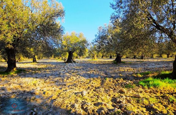 AKTİF'TEN AYVALIK'TA BAKIMLI AĞAÇLARI OLAN SATILIK ZEYTİNLİK