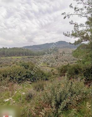 Milas Karacahisar Mah.Köy İçinde Satılık Tarla