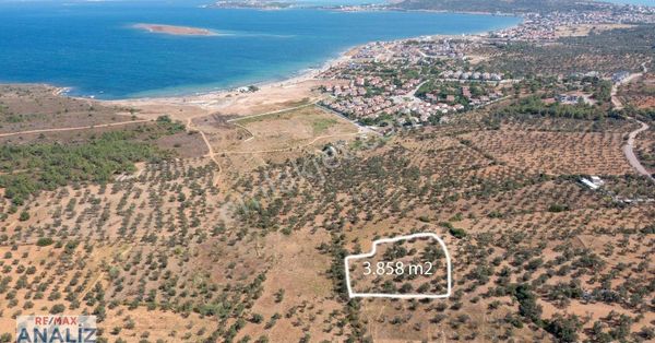 Ayvalık Cunda Ada'sında Harika Konumda Satılık Zeytinlik 3858 M2